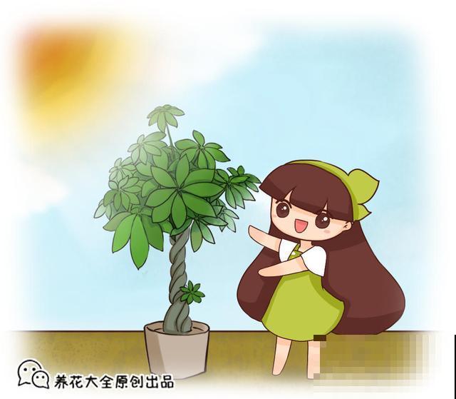 直接把肥料丢到水里？难过碗莲不开花，喜肥不耐肥的植物这样施肥