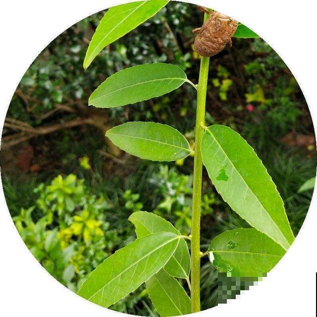在家栽一盆枣树，两周浇水1次，观赏好看还能吃