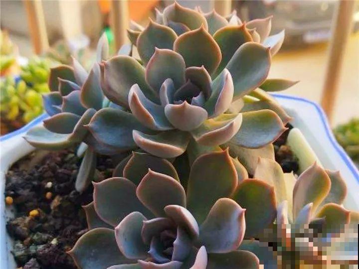 秋天给多肉施肥，就选这5种，小芽一个接一个的往外冒！