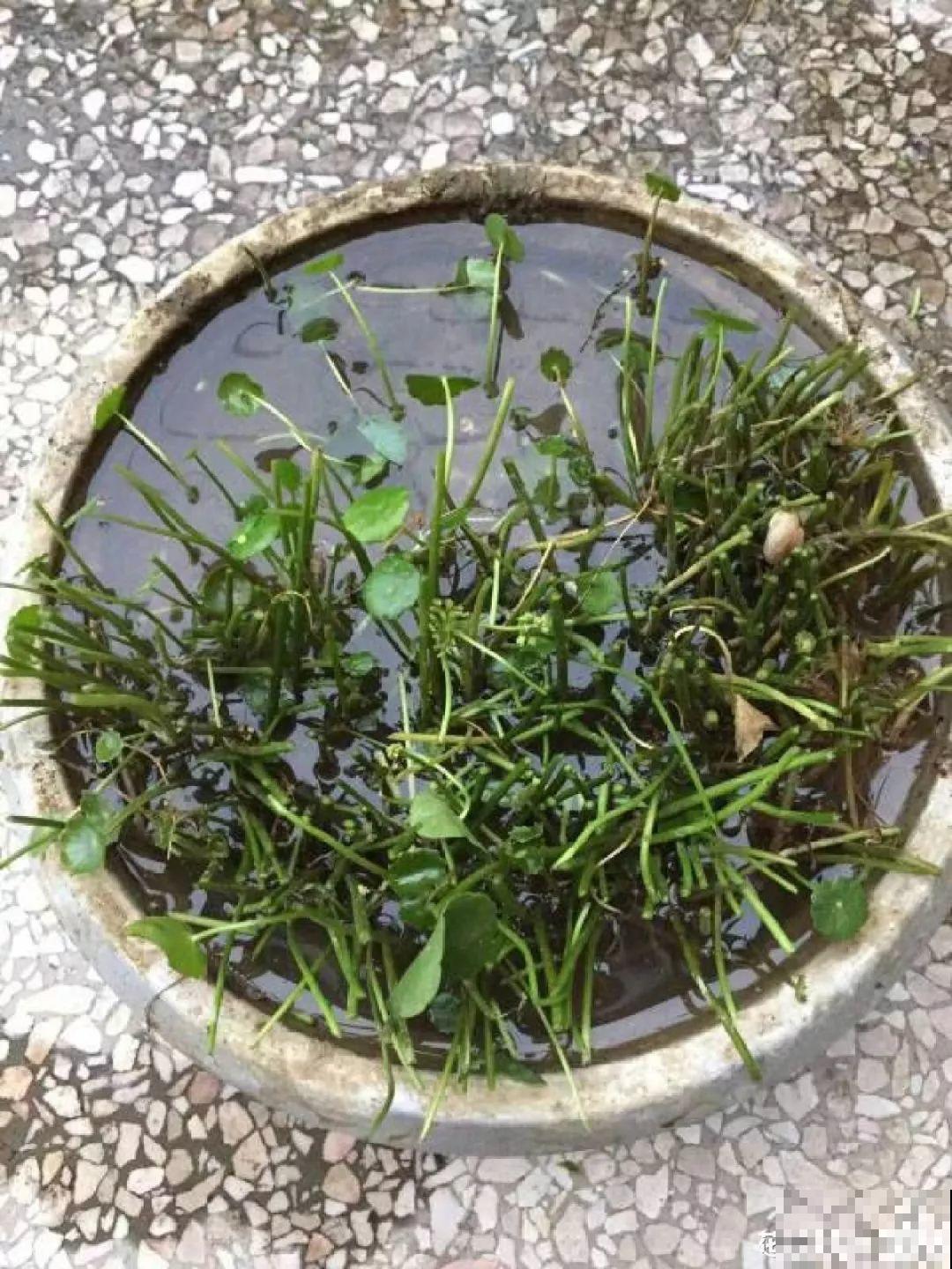 这花一开就成球，耐阴又好养，团团圆圆真喜庆！