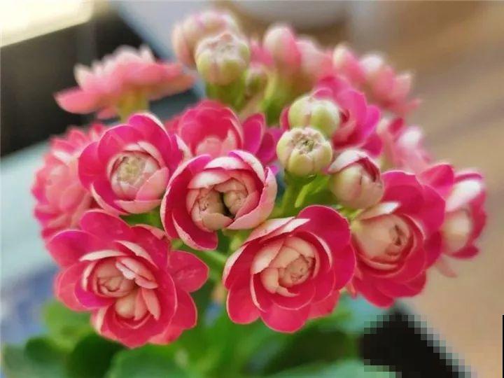 长寿养成青菜？黑帽子一戴，不用一月出花苞！