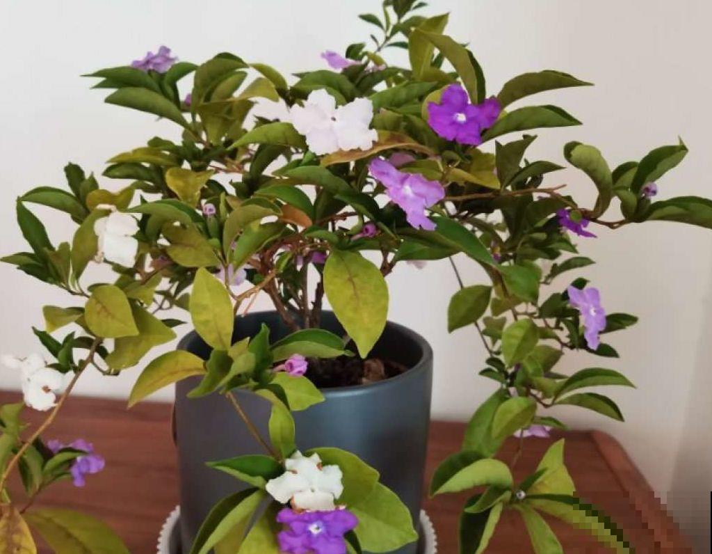 一花一色太单调，养盆五色花，一盆开出花彩虹！