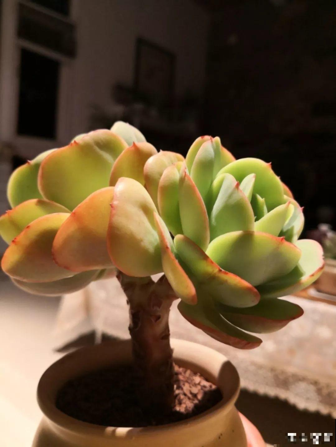 这6种多肉，皮实好养活，一个秋天就能爆出一大盆！