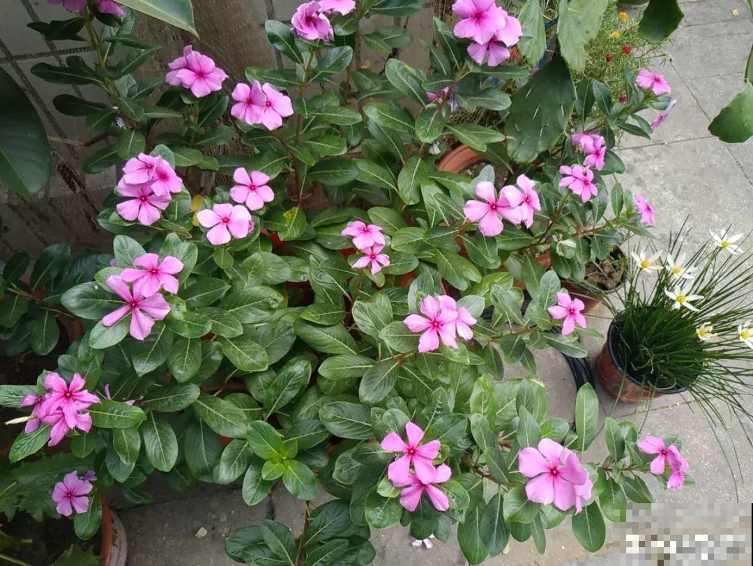 这10种花，看一眼就爱上，逛花市怎么能不买一盆！