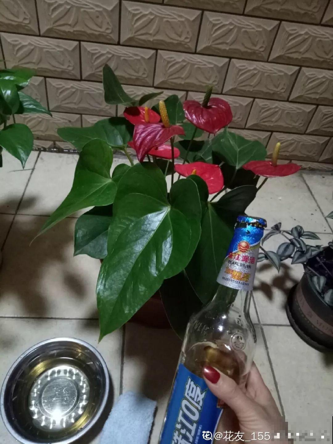 秋天不长反而掉叶子？浇点这种水，不用换土也能治好！