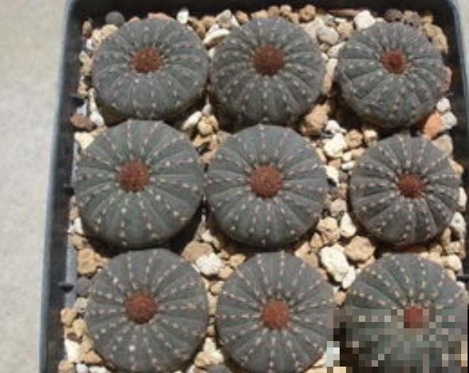 这几种植物长，养起来不占地方还好看，关键还很便宜！
