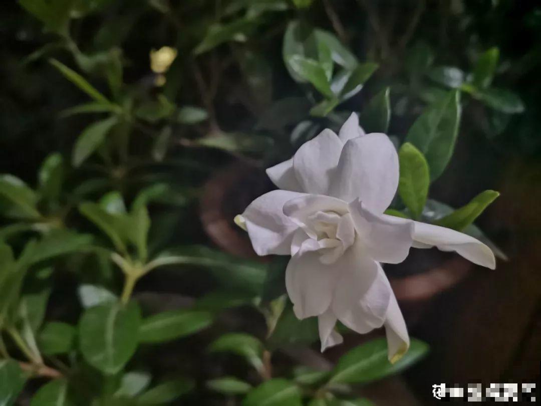这花喜湿怕干，但指的是喷而不是浇，难怪养养就烂根了！