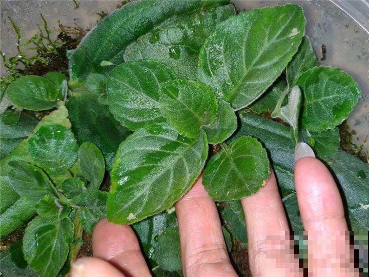 趁着秋天，这2种花赶紧扦插，分分钟变大户！