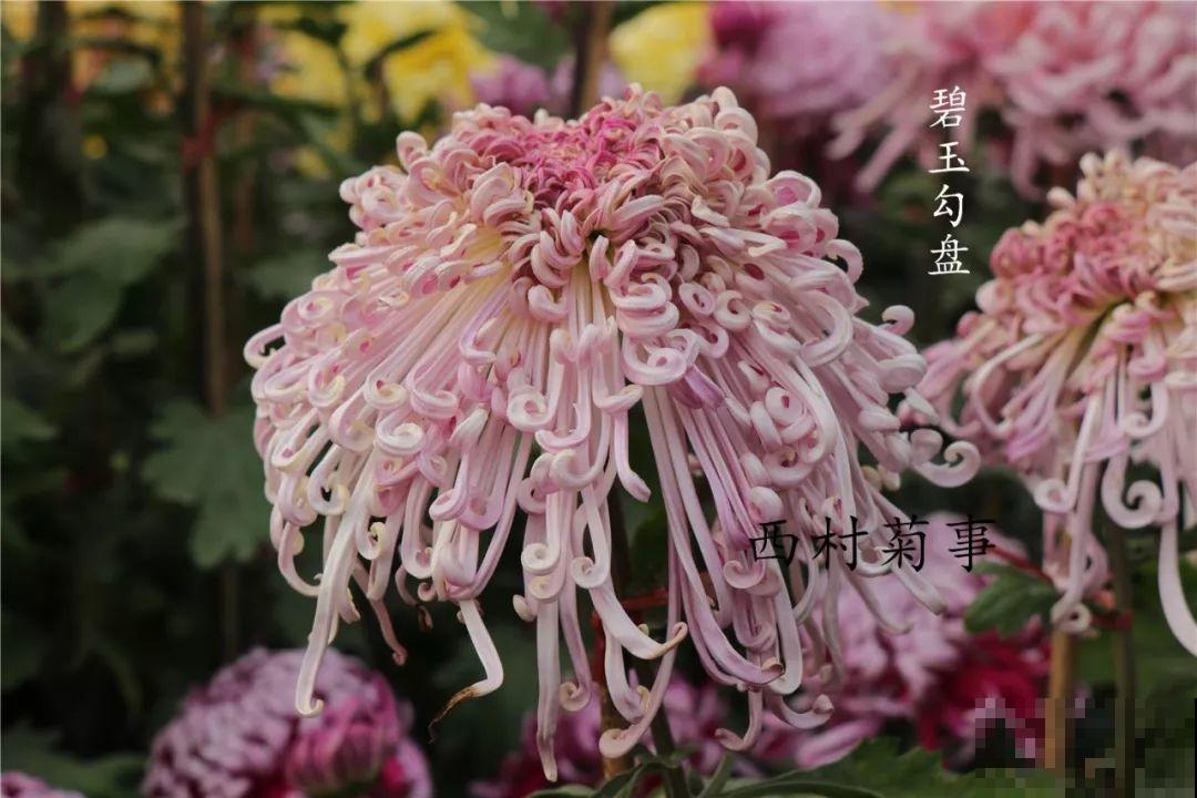 秋天啥花都可以不养，唯独这1种，100盆都不嫌多！