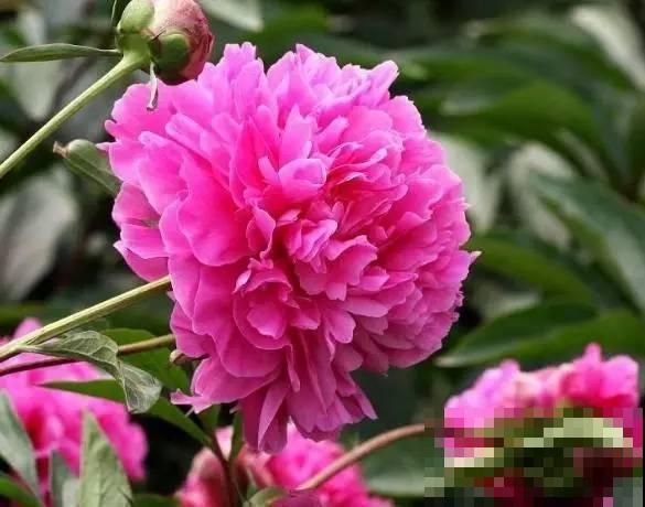你家有这种仙气十足的花吗？在阳台养它，开的花绝对不输牡丹！