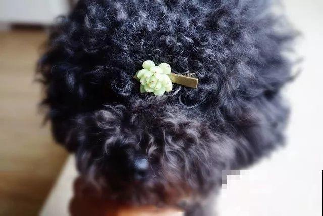 多肉别在发卡上，不说没人知道是假的，胖嘟嘟的超级萌！