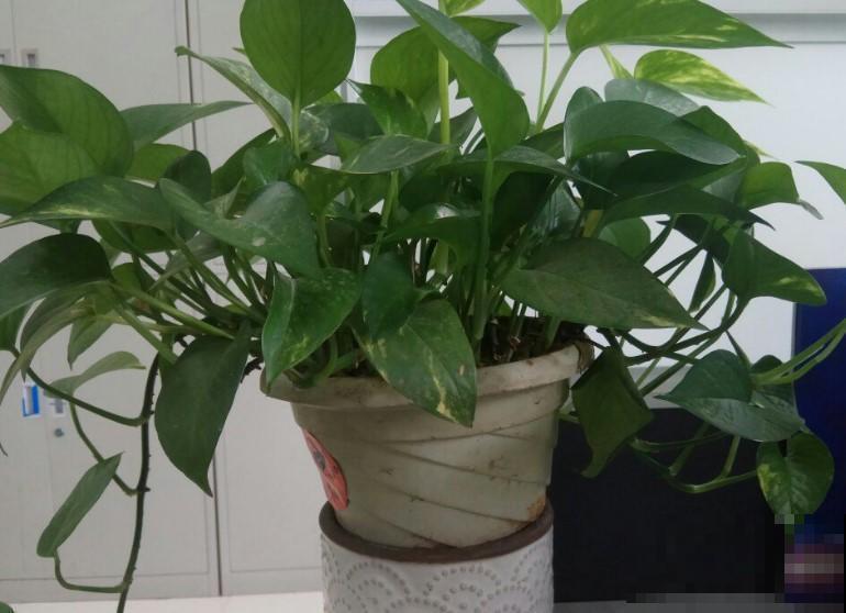 常见的电脑桌植物，不仅防辐射还护眼，不养真亏了！