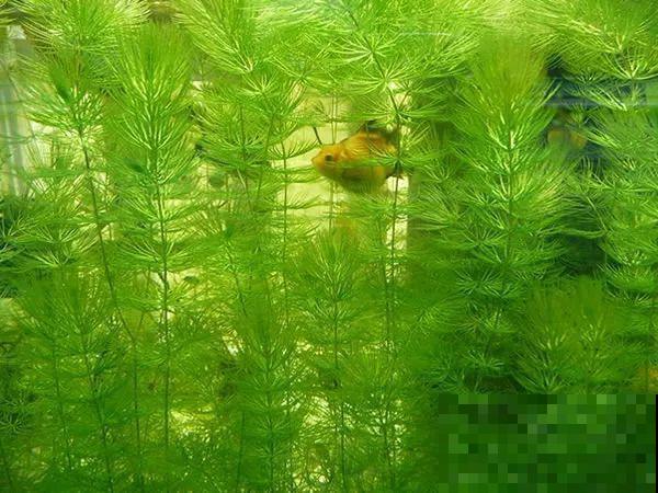 比铜钱草好看百倍的花，7天爆满一大缸，多到家里堆不下！