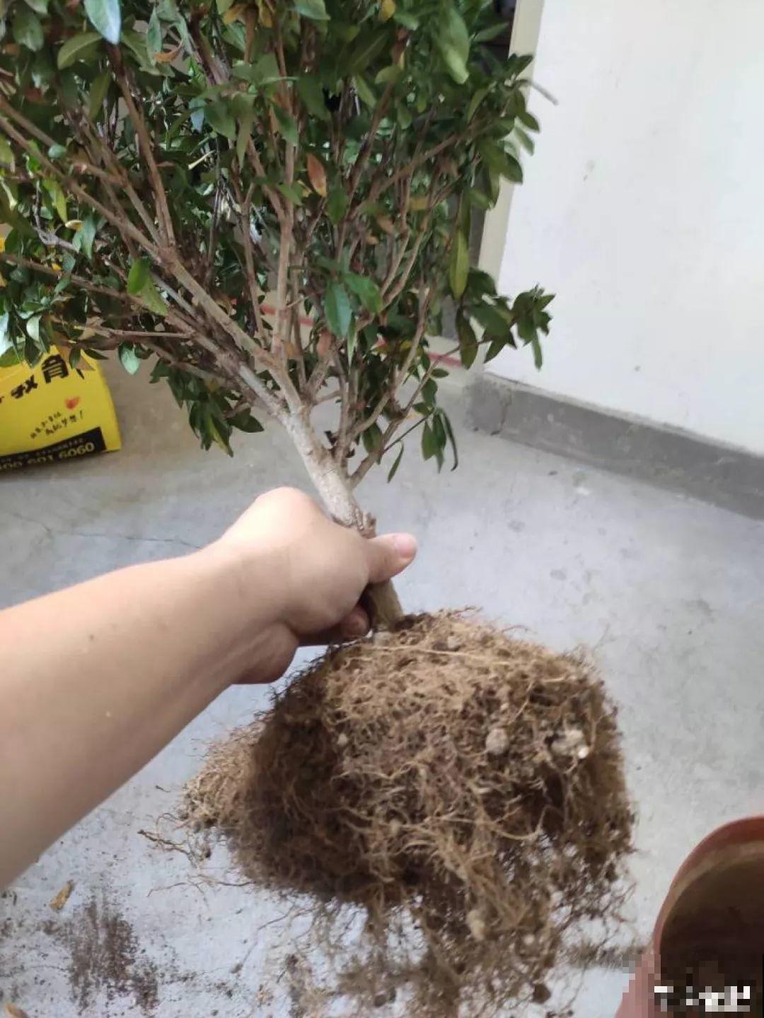 盆土硬成大疙瘩，浇点松土剂，立马软得像发糕！