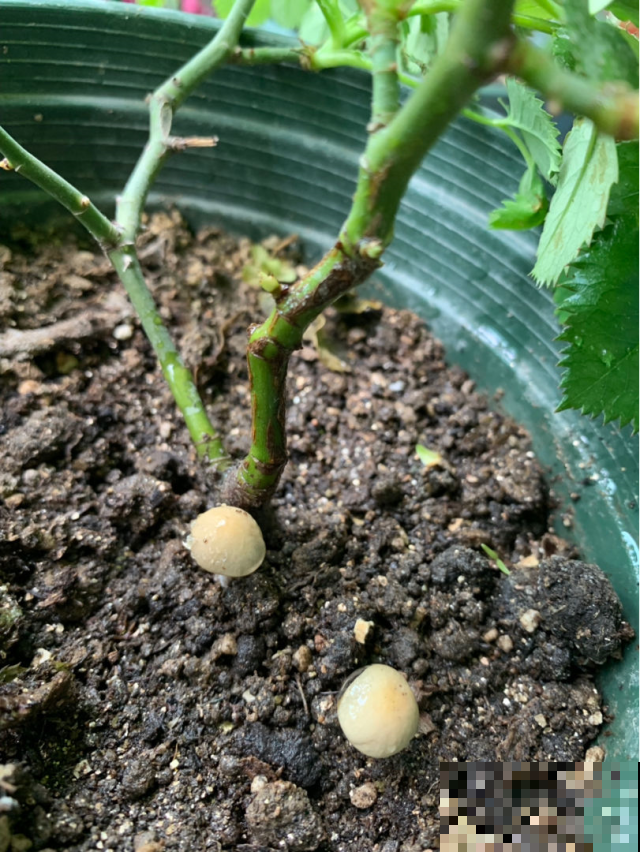 月季开败了？剪点枝条插土里，明年春天开满阳台！