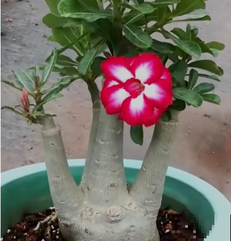 这花肚子大，在非洲都是不被待见的，在我们这开花了就是个宝！