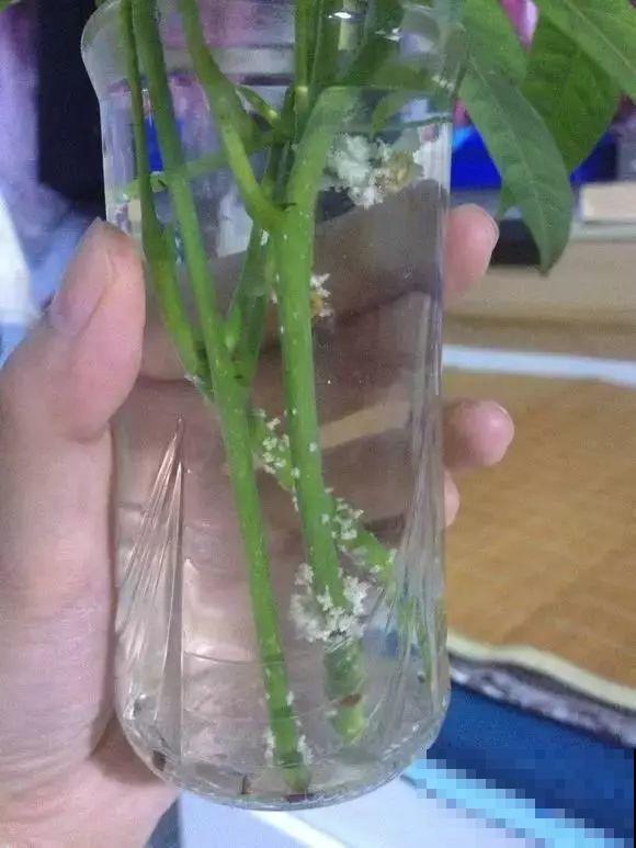 这6种寓意好的花，剪根枝就能活，摆在家里超养眼！