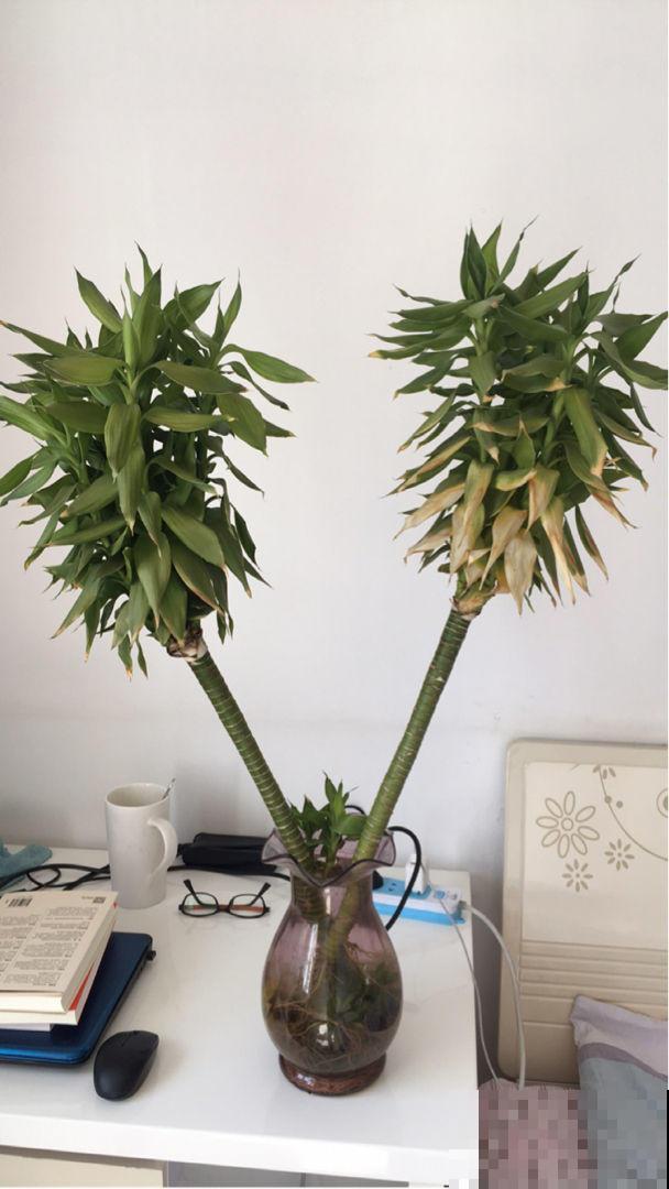 卫生间里的这些植物，用处多多，增添新意又防潮，备受大家好评！