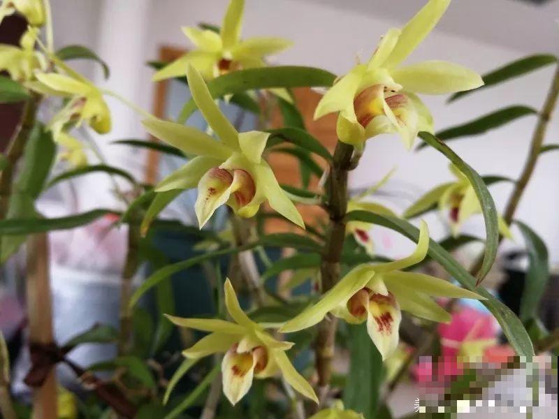 这花养一盆，满屋飘香，摘下来还能泡水喝！