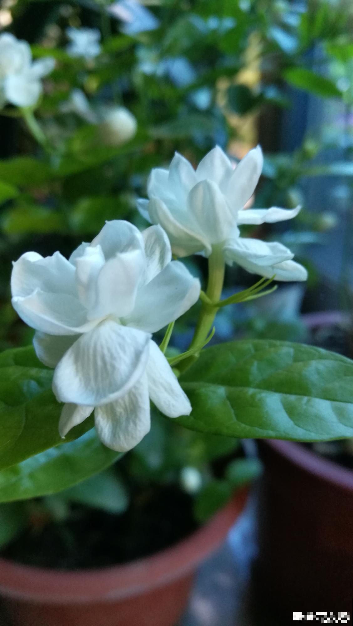 一剪子下去，茉莉花越冒越多止不住，半月长势顶别人一年的！