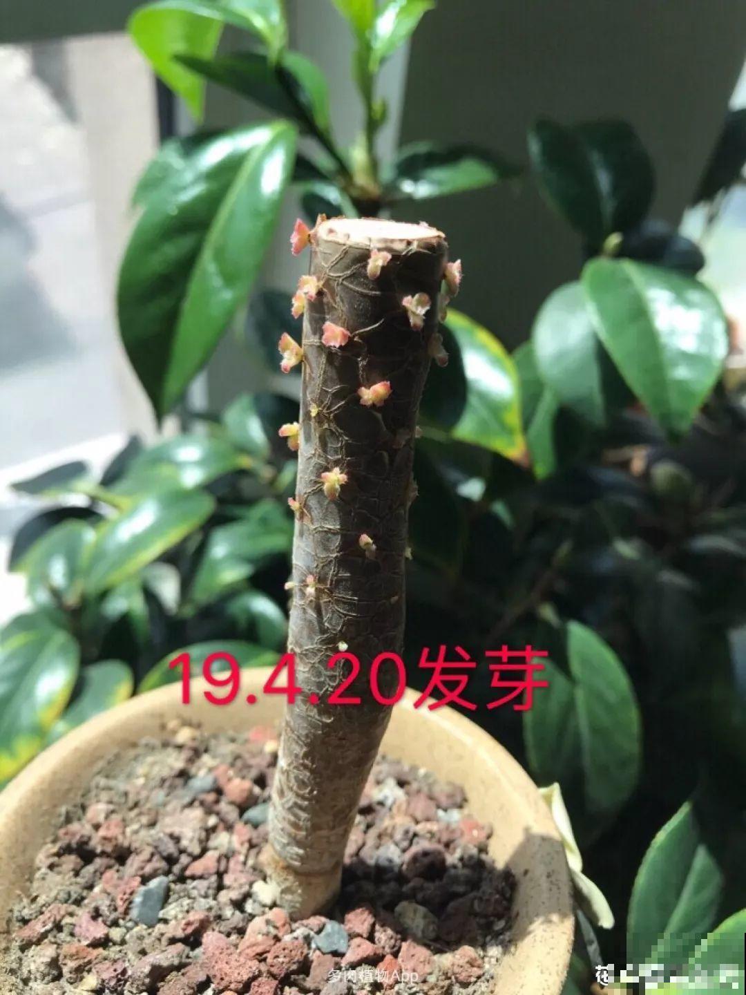 这花别养老桩，越老越不开花，砍1刀立马满头花苞！