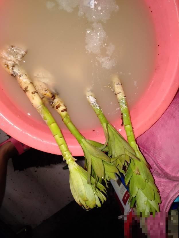 度夏结束盆栽烂了一大片，做完这几步能起死回生，长势比春天还好