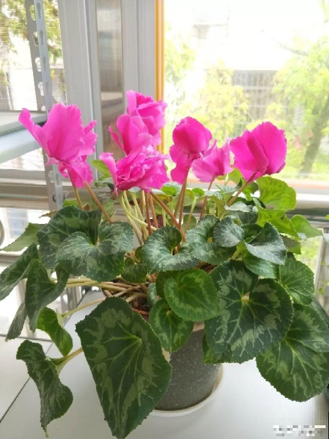 这8种夏天的休眠的花，秋天一醒就长个，满盆窜花苞！
