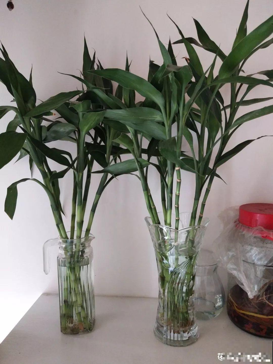 这花寓意极好，十块钱一捆，插水里就能活！