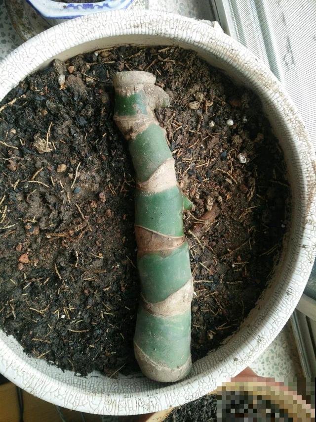 这花杆子比胳膊粗，砍一段就生根，1个月变老桩