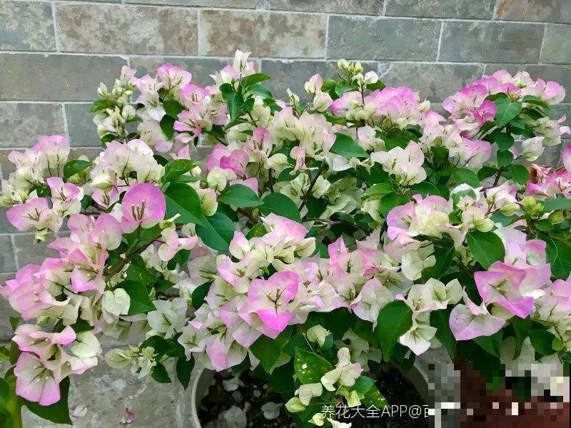 三角梅的养护要点，3招教你促开花，秋天霸占整个阳台！