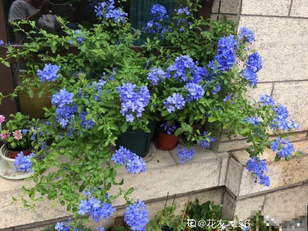 1间房2盆花，一年四季有花看，满屋都飘香！