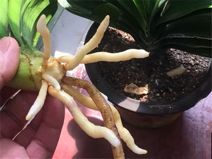 烂根的君子兰砍一刀，放在木屑盆里，蹭蹭长出大白根！