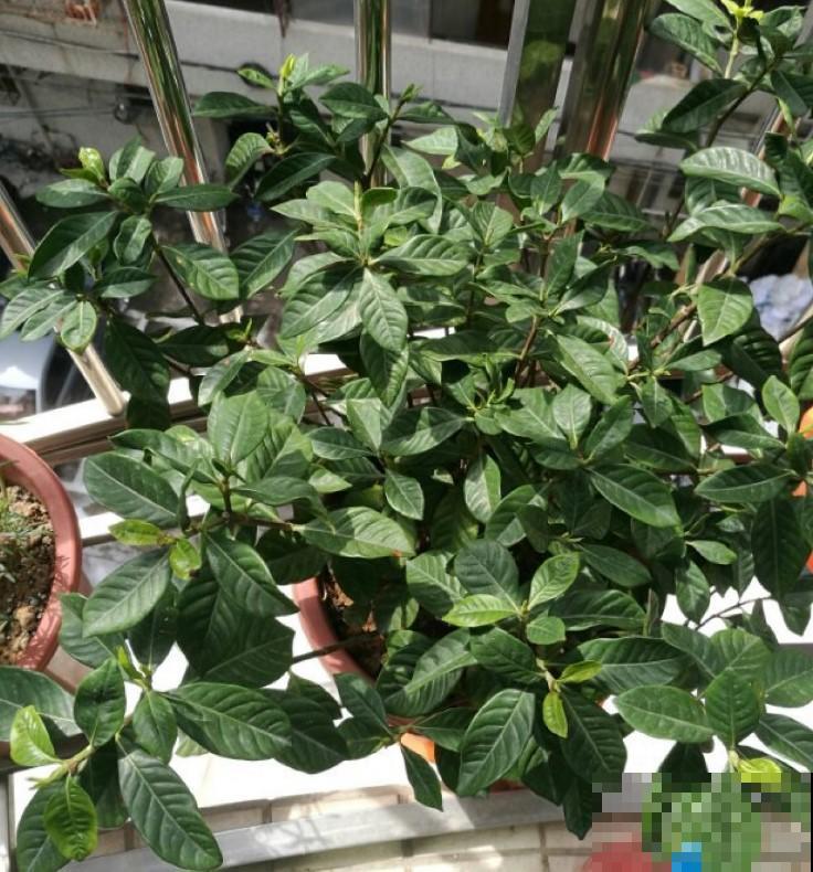 新手不知道养啥花，秋天最适合养这几种，颜值高，上手好养活！
