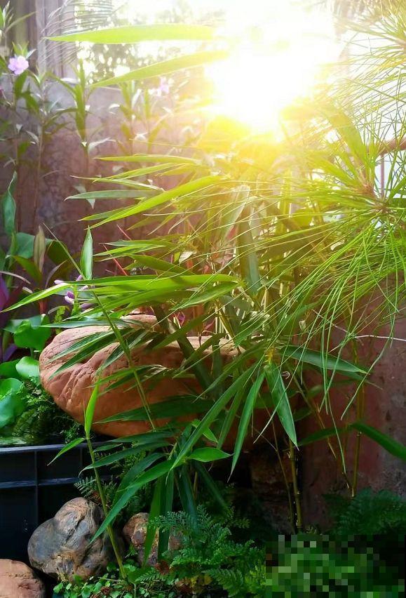 16岁男孩，为重病奶奶建花园，2年种了上百盆花！