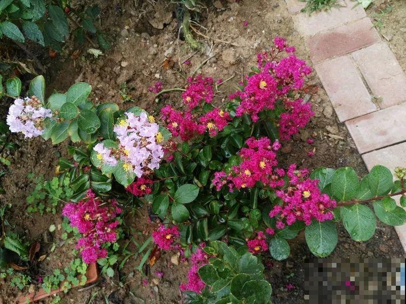 没人要的路边花，他搬回家养成宝，现在谁看了都想要！