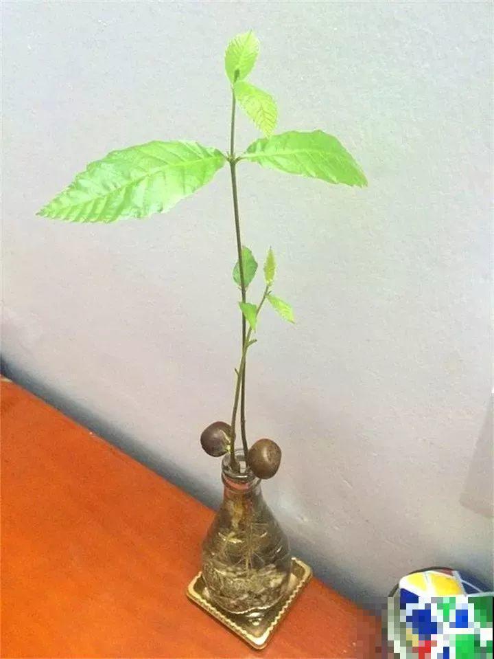 路边银杏摘个果，回家一处理，变成阳台小盆栽！