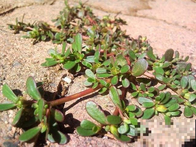 长在路边不起眼的马齿苋，看着没人要，城里人买回来当宝贝