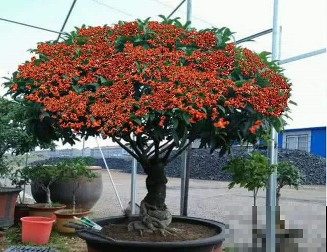 家里种这几种花的太幸运，养护得当能当传家宝，寓意吉祥代代传！