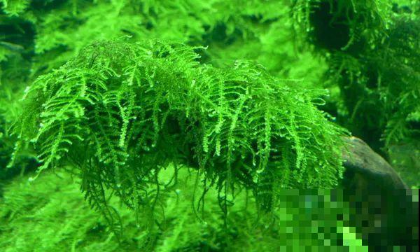 比铜钱草好看百倍的花，7天爆满一大缸，多到家里堆不下！