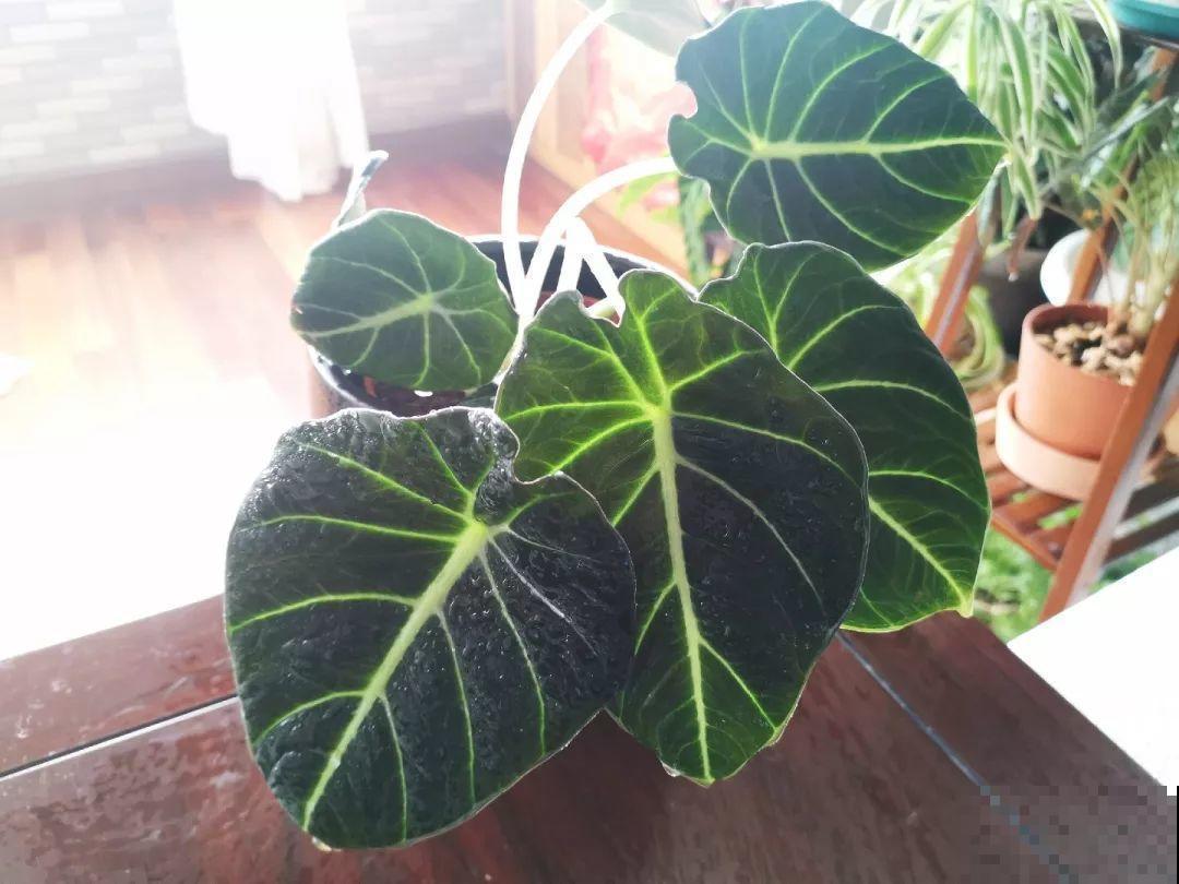 适合在角落里养的花，能水培能爬藤，屋里瞬间大变样！