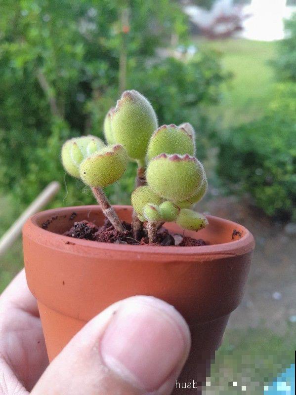 这种多肉，花盆比拇指还小，1月长成小老桩！