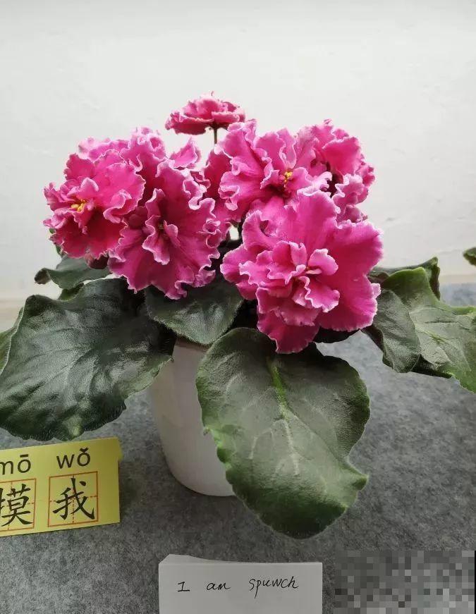 最耐阴的花就是它，光线弱也能开爆盆，越养越上瘾！