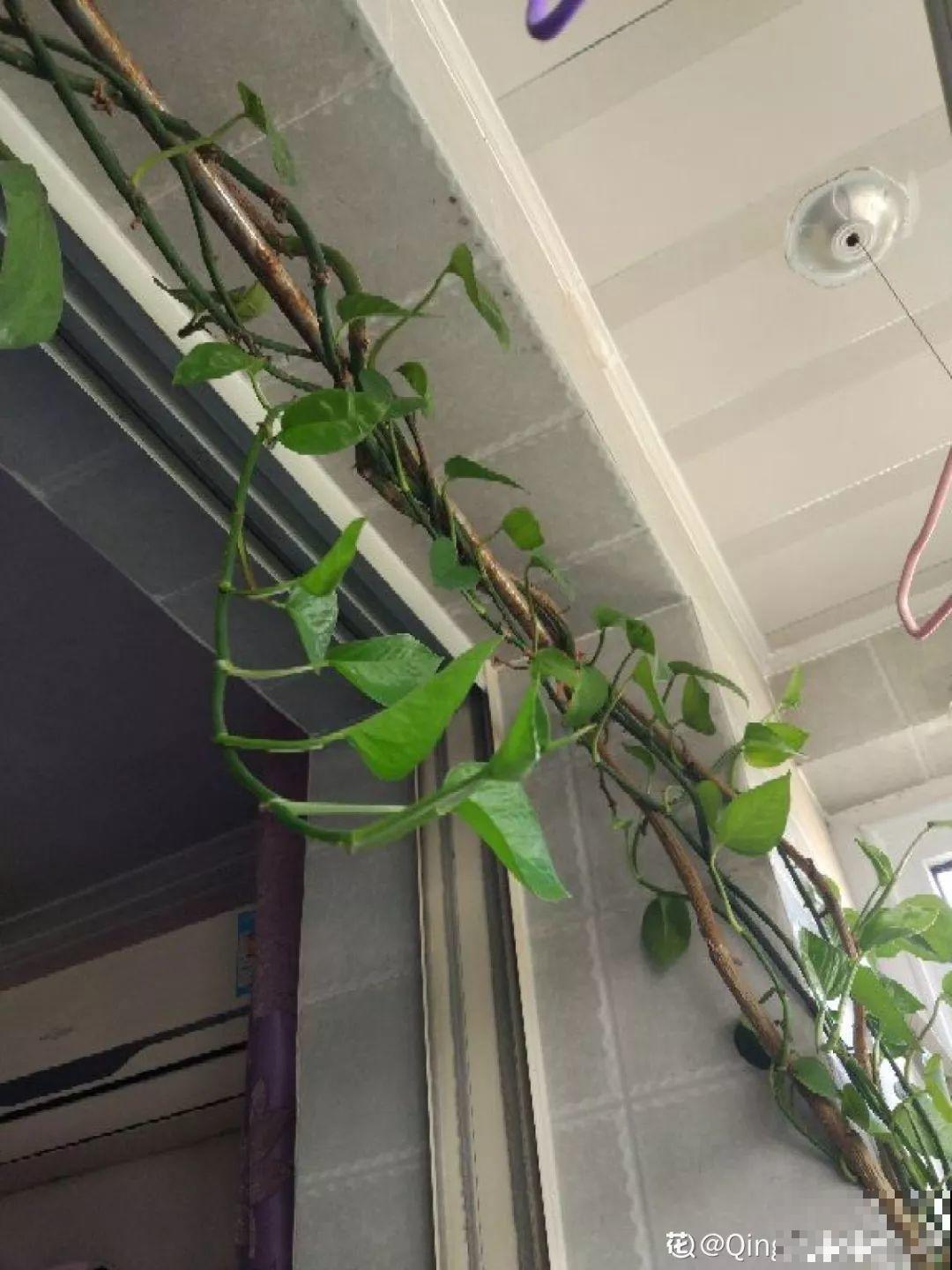 绿萝文竹太好养，用绳子一绑，1个月窜成电视墙！