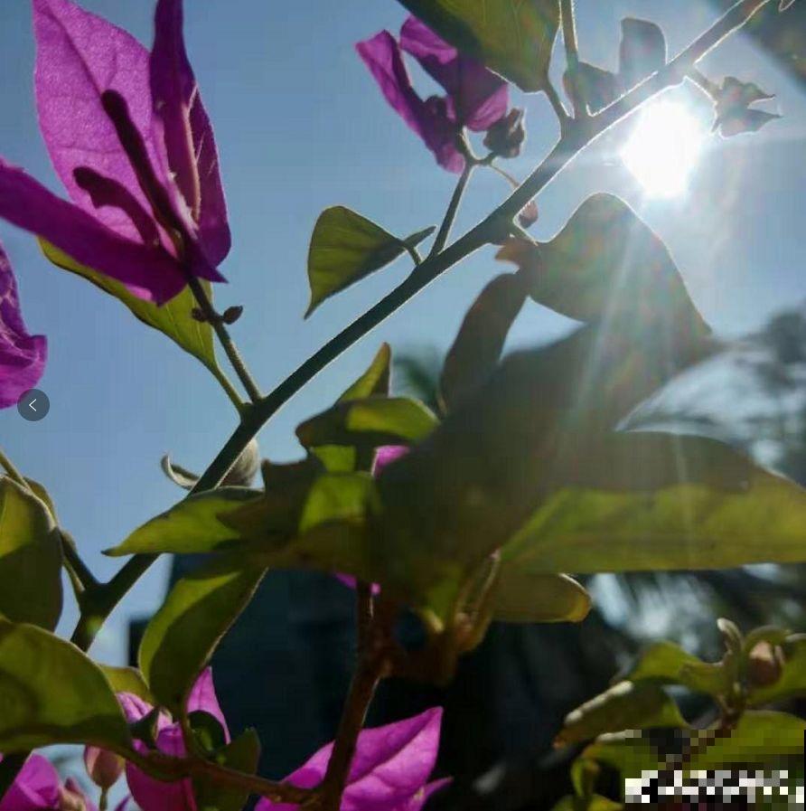 三角梅不开花？旱它15天，花苞蹭蹭往外冒！