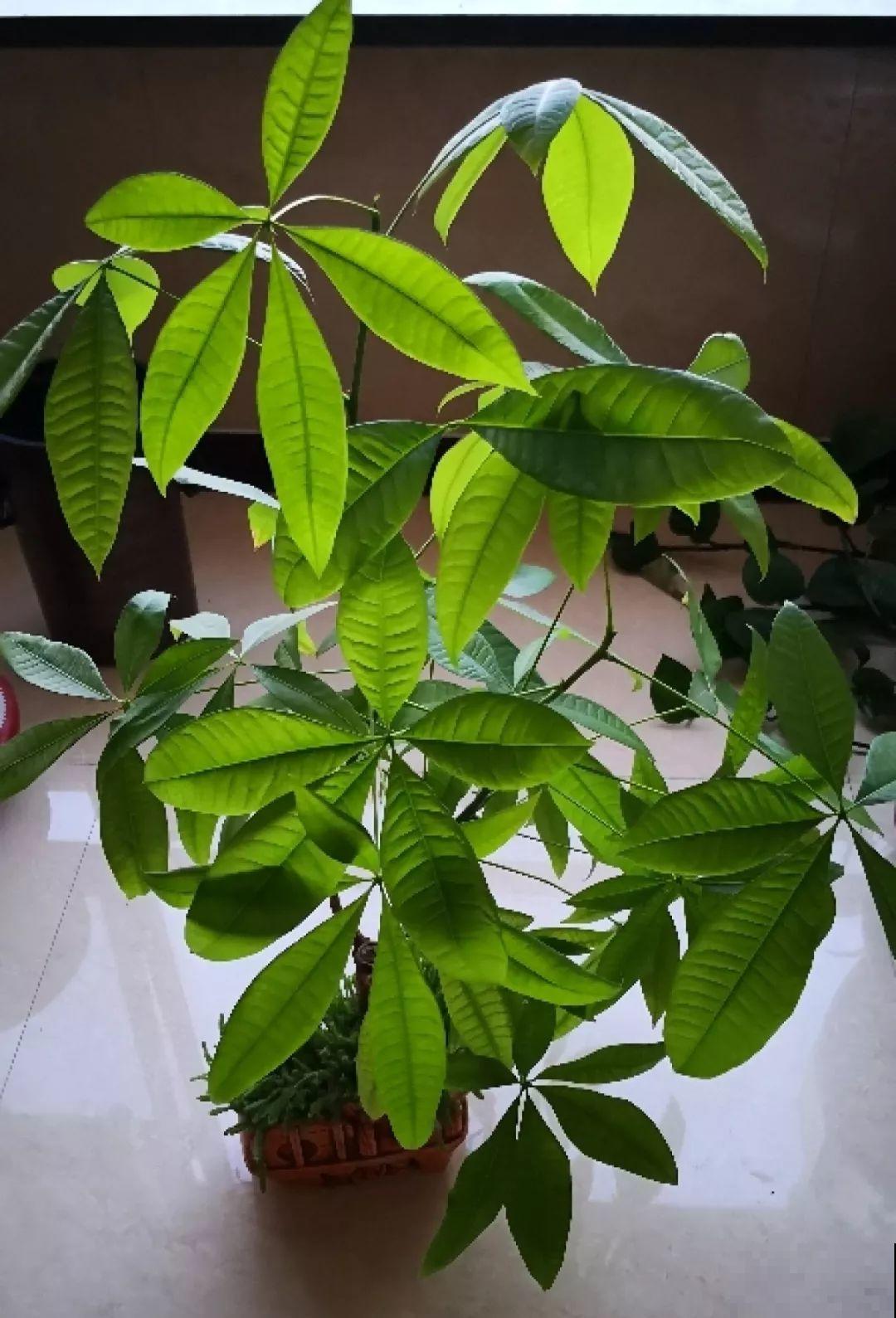 发财树该不该浇水，看叶子就知道了，天天都能窜新芽！