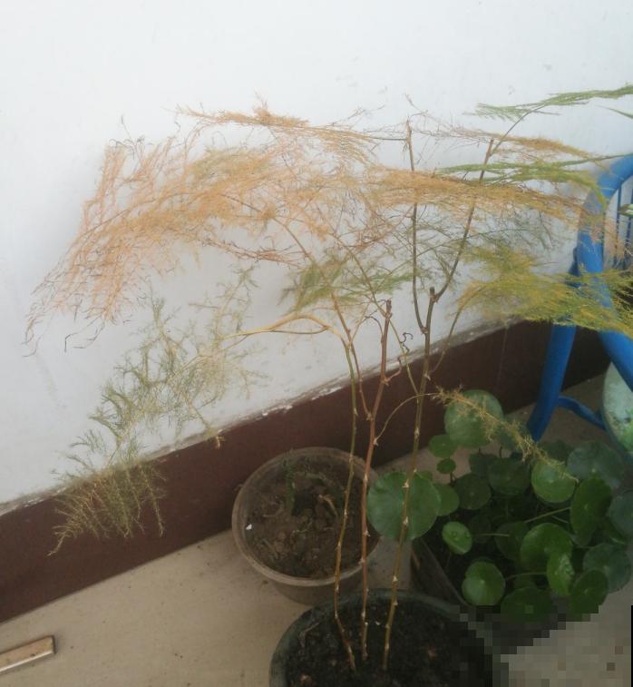 这花偏在秋天矫情，风一吹就黄叶，能不能治好就看现在！