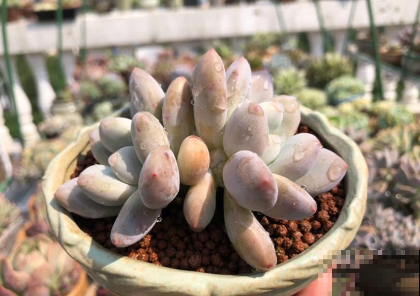 想要多肉养的好，看看有没有白霜的存在，防晒防虫防冻样样行！