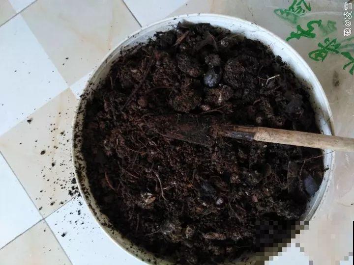 换盆的旧土别扔了，加点它闷一闷，又肥得流油！
