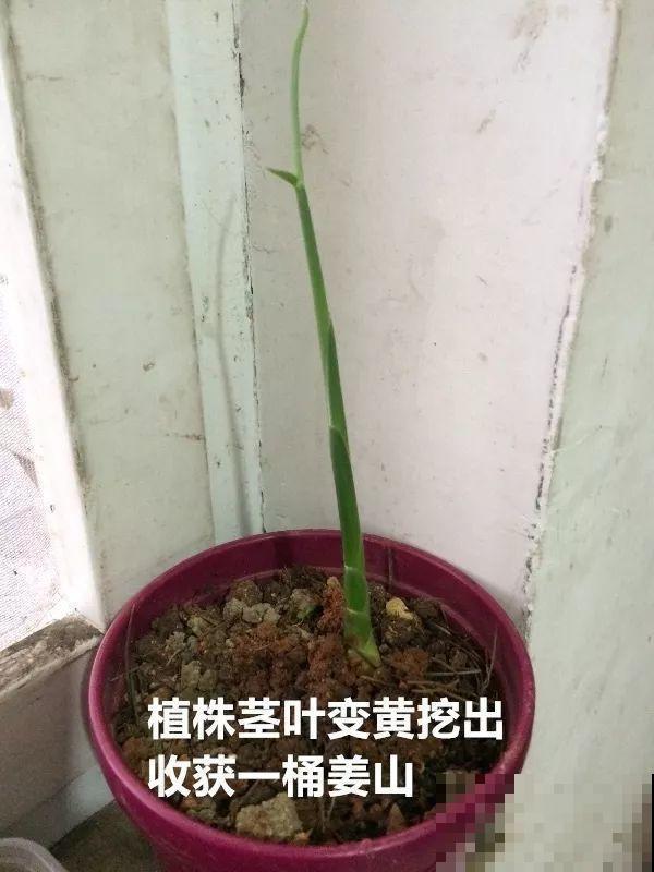 发芽的菜扔水里，15天长一桶，全家乐开花！