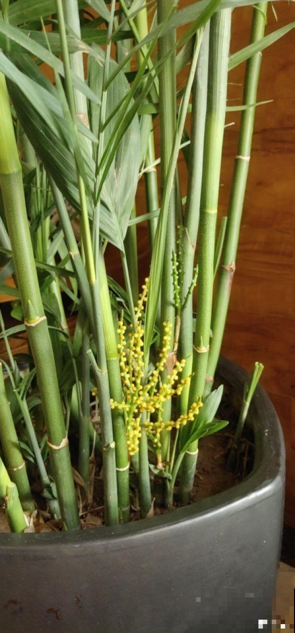 多肉养开花了？先别急着高兴，剪得越早长得越好！